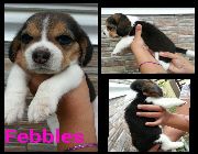 Adorable Quality Beagle Puppies -- Dogs -- Laguna, Philippines