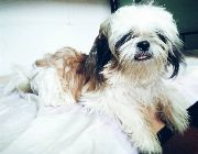 Shih Tzu -- Dogs -- Quezon City, Philippines