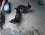 chihuahua, dogs, stud -- Other Services -- Metro Manila, Philippines