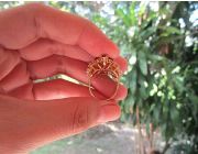 Natural Diamond,Natural Ruby,Yellow Gold Ring,Diamond Crown Ring -- Jewelry -- Pampanga, Philippines