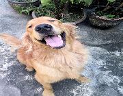 dogs stud goldenretriever dog -- Dogs -- Metro Manila, Philippines
