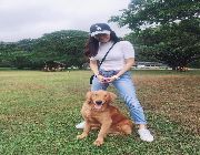dogs stud goldenretriever dog -- Dogs -- Metro Manila, Philippines