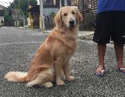 Golden Retriever Stud Service -- Other Services -- Las Pinas, Philippines