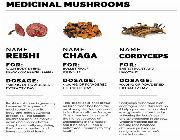 MAITAKE REISHI SHIITAKE Triple Mushroom bilinamurato swanson -- Natural & Herbal Medicine -- Metro Manila, Philippines