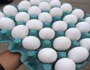 Fresh Egg -- Birds -- Metro Manila, Philippines