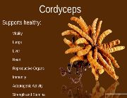 CORDYCEPS SINENSIS Mushroom Extract bilinamurato vitamins because cordyceps. -- Natural & Herbal Medicine -- Metro Manila, Philippines