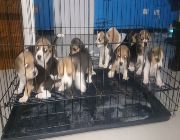 Beagle, dogs, pets, animals, for sale, kids, children, family, business, near heat, breeding, litter, puppies, money, income, sideline, dog breeding -- Dogs -- Damarinas, Philippines