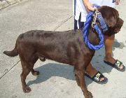 Stud labrador, pets, dogs, animals, for sale, pet services -- Dogs -- Damarinas, Philippines