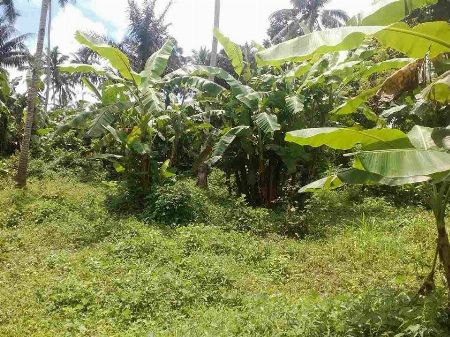 FOR SALE: FARM LOT ALFONSO CAVITE -- Land & Farm -- Bacoor, Philippines