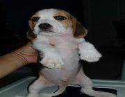 beagle, puppies, dogs, animals, for sale, christmas, gifts, homes -- Dogs -- Manila, Philippines