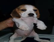 beagle, puppies, dogs, animals, for sale, christmas, gifts, homes -- Dogs -- Manila, Philippines