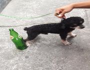 Toy poodle -- Dogs -- Caloocan, Philippines