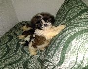 Shih Tzu, Puppies, Dogs -- Dogs -- Albay, Philippines