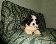 Shih Tzu, Puppies, Dogs -- Dogs -- Albay, Philippines