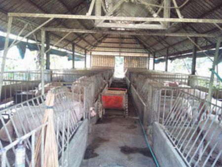 Piggery Farm for Sale at Sta. Maria Bulacan, -- Farms & Ranches -- Bulacan City, Philippines