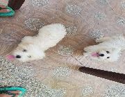 puppies puppy maltese toy dog small -- Dogs -- Metro Manila, Philippines