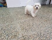 puppies puppy maltese toy dog small -- Dogs -- Metro Manila, Philippines
