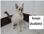 Ragdoll Kitten Cat -- Food & Related Products -- Paranaque, Philippines