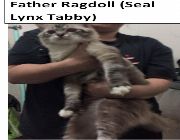 Ragdoll Kitten Cat -- Food & Related Products -- Paranaque, Philippines