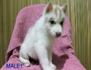 Siberian Husky, Siberian, Husky, Dog for sale -- Dogs -- Metro Manila, Philippines