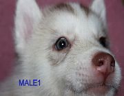Siberian Husky, Siberian, Husky, Dog for sale -- Dogs -- Metro Manila, Philippines