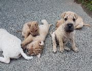 Sharpei Puppies (Mix) -- Dogs -- Pampanga, Philippines