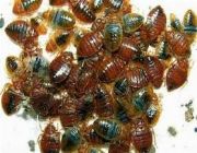 pest control, pest treatment, affordable pest control, termite treatment, termite, Fastkil Pest Control, -- Other Services -- Metro Manila, Philippines
