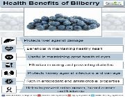 HerbaVision Lutein Bilberry Zeaxanthin bilinamurato puritan lutigold -- Natural & Herbal Medicine -- Metro Manila, Philippines