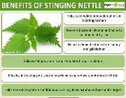 nettle leaf bilinamurato stinging nettle leaf Natures way nature's way -- Nutrition & Food Supplement -- Metro Manila, Philippines