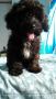 poodle bichon, -- Dogs -- Bulacan City, Philippines