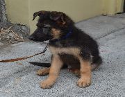 german shepherd puppy puppies pup pups -- Dogs -- Mandaluyong, Philippines