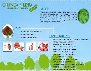 chanca piedra bilinamurato gallbladder stones kidney stones sam-sampalukan -- Nutrition & Food Supplement -- Metro Manila, Philippines