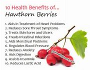 Hawthorn Berries bilinamurato hawthorn berries swanson coq10 -- Natural & Herbal Medicine -- Metro Manila, Philippines