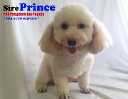 Tiny and Toy Poodle Stud Service -- Other Services -- Metro Manila, Philippines