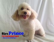 Tiny and Toy Poodle Stud Service -- Other Services -- Metro Manila, Philippines