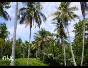farm lot coconut farm land lot -- Land & Farm -- Compostela Valley, Philippines