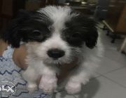 Lhasa apso, dogs, puppies, pets -- Dogs -- Binan, Philippines