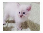cat, kitten, Dragon Li Hua, white -- Cats -- Metro Manila, Philippines