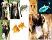Organic Commercial Dog Cat Fish bird Pet Food Formulas feeds formulation diet ration -- Other Business Opportunities -- Metro Manila, Philippines