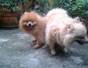 Pomeranian Stud Home Service -- Other Services -- Rizal, Philippines