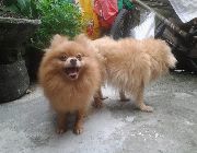 Pomeranian Stud Home Service -- Other Services -- Rizal, Philippines