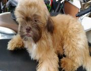 Shih tzu stud home service -- Other Services -- Rizal, Philippines