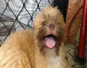 Shih tzu stud home service -- Other Services -- Rizal, Philippines