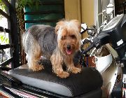 Yorkshire yorkie stud home service -- Other Services -- Rizal, Philippines