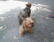 Yorkshire yorkie stud home service -- Other Services -- Rizal, Philippines