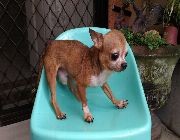 Chihuahua Stud Home Service -- Other Services -- Rizal, Philippines