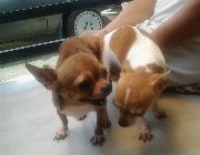 Chihuahua Stud Home Service -- Other Services -- Rizal, Philippines