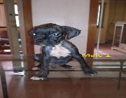 Quality Champion Line Boxer Puppies -- Dogs -- Paranaque, Philippines