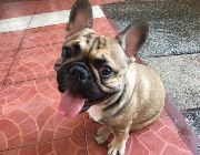 Stud French Bulldog -- Dogs -- Metro Manila, Philippines