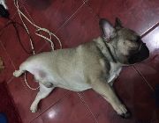 Stud French Bulldog -- Dogs -- Metro Manila, Philippines